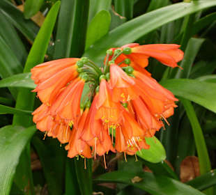 Botanischer Garten