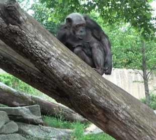 Tierpark Hellabrunn - Welt der Affen