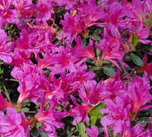 Spaziergang durch den Rhododendronpark im Mai