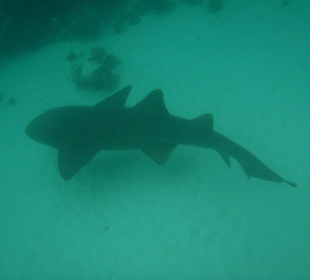 Shark snorkeling