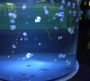 Aquarium
