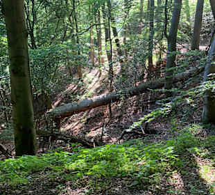 Wandern Bad Harzburg