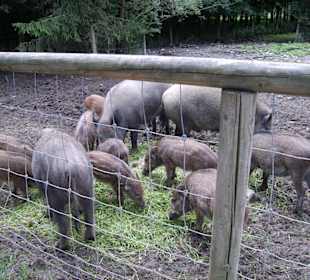 Wildschweine