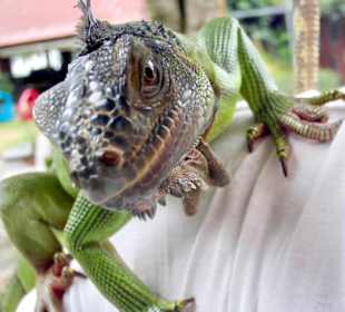 Leguan