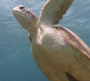 Wasserschildkröte am Hausriff