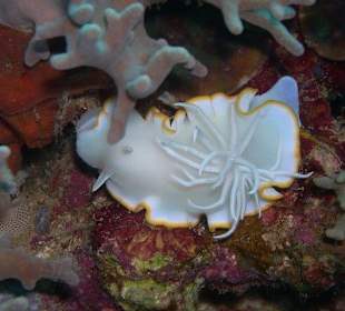 Prachtschnecke (Ardeadoris egretta)