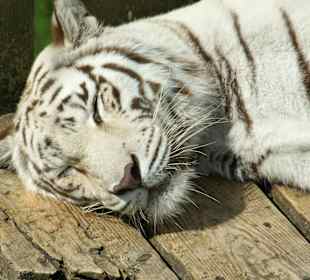 Kameltheater & Weißer Hof