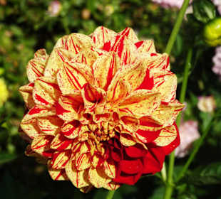 Impressionen aus dem Dahliengarten Hamburg