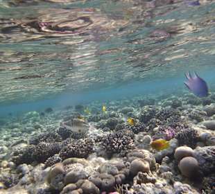 Schnorcheln Makadi Bay