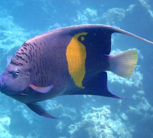 Schnorcheln Makadi Bay