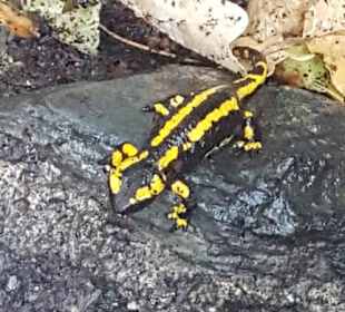Salamander auf dem Wanderweg