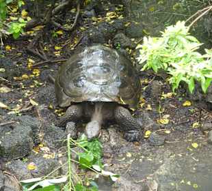 Futterzeit bei den Riesenschildkröten