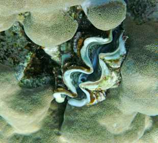 Muschel in der Nachbarbucht Abu Dabab