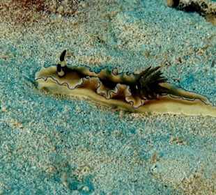 Nacktschnecke bei den Gilis