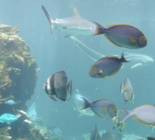 Im Aquarium unterwegs