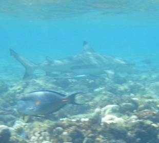 Schwarzspitzenriffhai