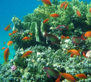 Hausriff Fort Arabesque