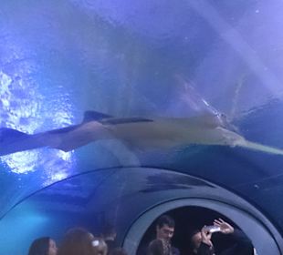 Universeum - Aquarien