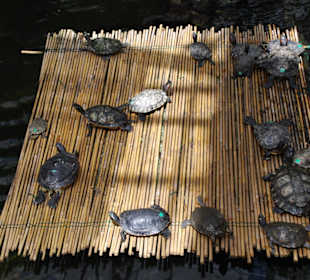 Wasserschildkröten!