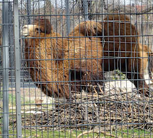 Wilhelma Blick vom Rosensteinpark