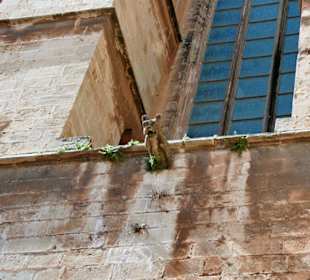 Kathedrale von Palma