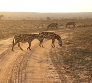 Zebras haben Vorfahrt