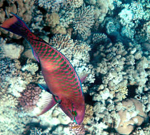 Schnorcheln  The Grand Makadi