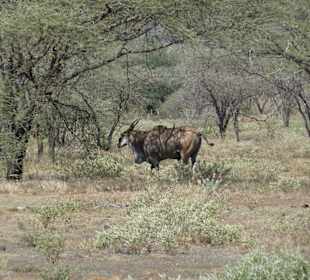 Elandantilope