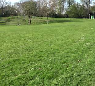 Historische Platanenallee im Unteren Schloßgarten