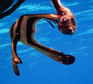 Schnorcheln Makadi Bay