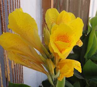 Viele schöne Blumen in Manolates