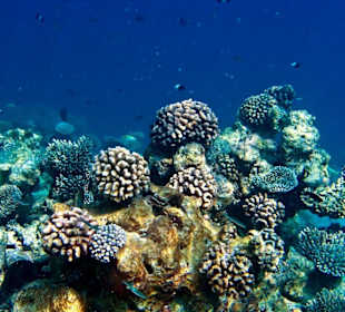 Подводный мир Мальдив.