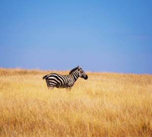 Masai Mara - Einsames Zebra