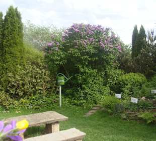 Kräutergarten von Dröbischau