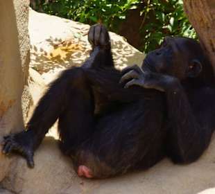 Schöner Stadt Zoo Fuengirola