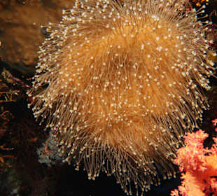Anemone am Abu Kafan