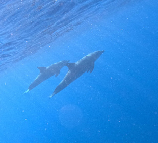 In echt gesehen, traumhaft 