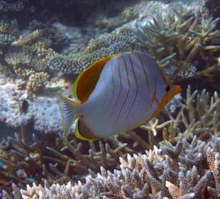 Gelbkopf Falterfisch