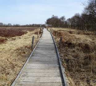 Bohlenweg ins Hochmoor