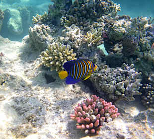 Pfauenkaiserfisch am Hausriff