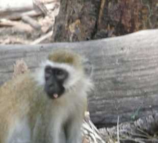 Lustige Gesellen auf der Futtersuche