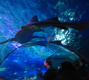 Legoland Atlantis by Sealife