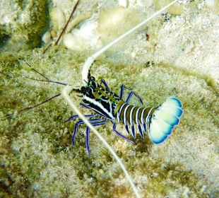 Hausriff Prince John Dive Resort 