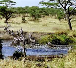 Löwen wurden gesichtet - die Zebras fliehen  