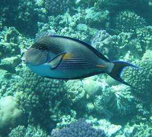 Arabischer-Doktorfisch