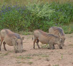 Kenia Express
