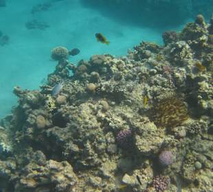 Hausriff vorm Prima Life Makadi