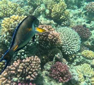 Schnorcheln Marsa Alam