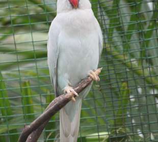 Vogelpark KL