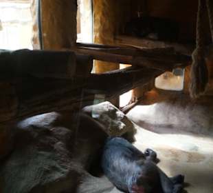 Zoo Arche Noah Grömitz